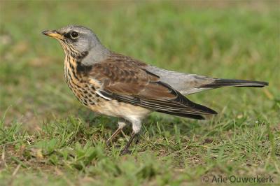 Fieldfare - Kramsvogel - Turdus pilaris