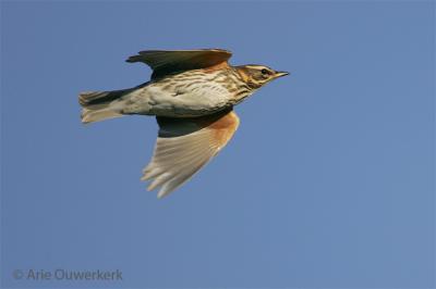 Redwing  - Koperwiek - Turdus iliacus