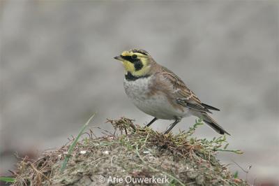 Shore (Horned) Lark - Strandleeuwerik - Eremophila alpestris