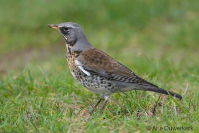 Fieldfare - Kramsvogel - Turdus pilaris