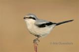 Great Grey Shrike / Klapekster