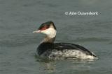 Slavonian (Horned) Grebe - Kuifduiker - Podiceps auritus