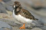 Ruddy Turnstone - Steenloper - Arenaria interpres