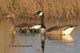 Canadese Gans / Greater Canada Goose 