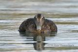 Common Eider - Eider - Somateria mollissima