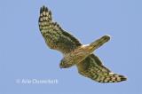 Hen Harrier  / Blauwe Kiekendief