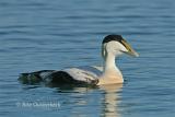 Common Eider - Eider - Somateria mollissima