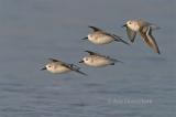 Sanderling - Drieteenstrandloper - Calidris alba