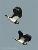 Northern Lapwing - Kievit - Vanellus vanellus