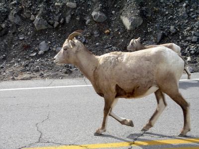 Bighorn Sheep