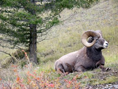 Bighorn Sheep