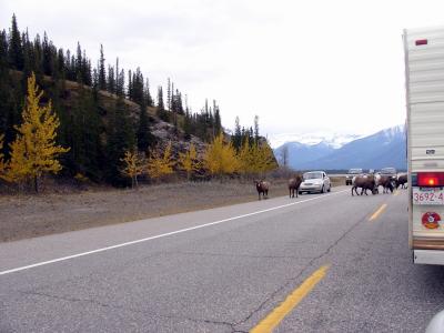 Bighorn Sheep