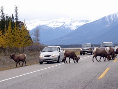 Bighorn Sheep