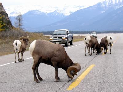 Bighorn Sheep