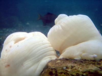 Inside Undersea Gardens