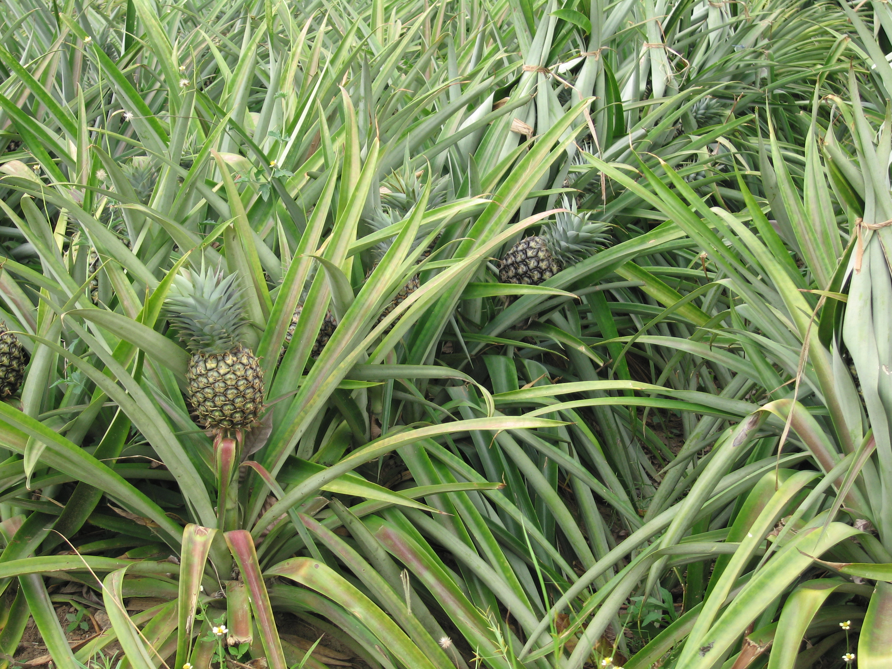Pineapples growing near the Sanaga river