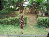 Snails for sale near Yaounde