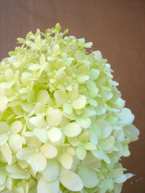 HYDRANGEA paniculata