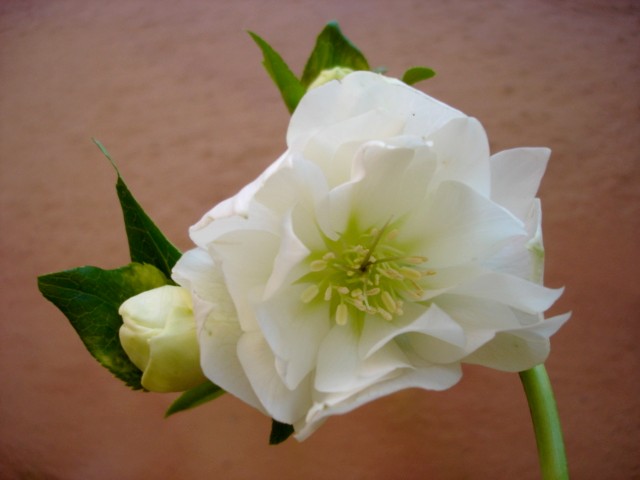 HELLEBORE