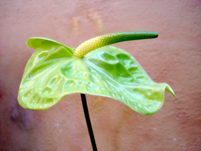 ANTHURIUM
