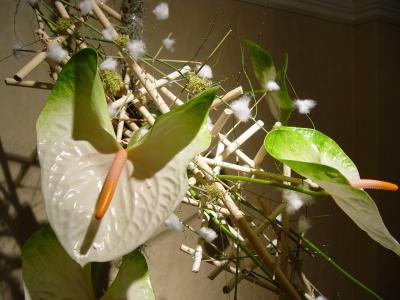 green anthurium (close up)
