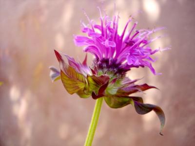 MONARDA