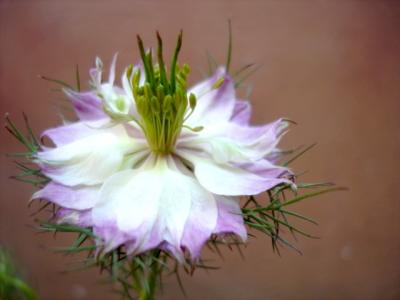 LOVE-IN-A-MIST