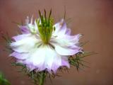 LOVE-IN-A-MIST
