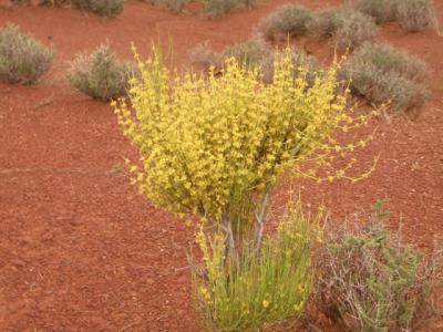 Mormon Tea in bloom