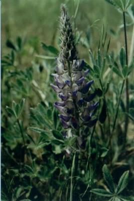 Lupine