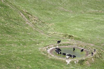 When Cows Socialize (an homage to Gary Larson)