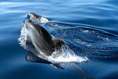 Dolphins in open ocean -  Faial-Pico Canal