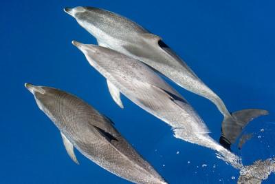 Dolphins in open ocean -  Faial-Pico Canal