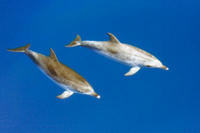 Dolphins in open ocean -  Faial-Pico Canal