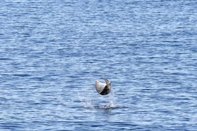 Baby Dolphin throwing antics - Faial-Pico Canal