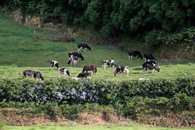 Green & Cows, Cows & Green - Sete Cidades, S. Miguel