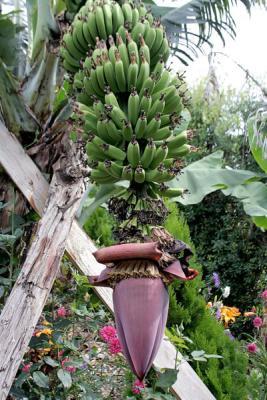 Banana tree - Faial