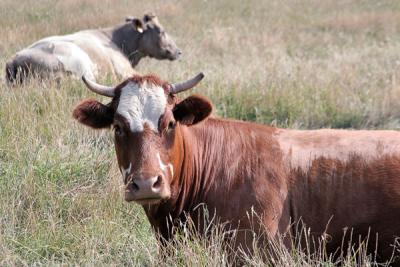 Bovine Relax - Flores