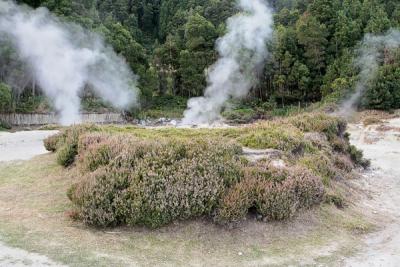 Natural volcanic steam boilers - Furnas, S.Miguel