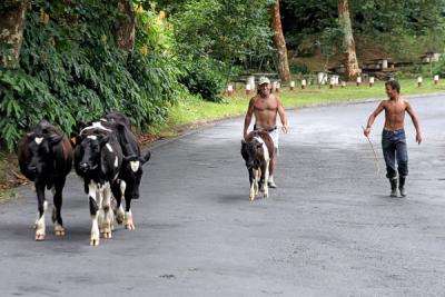 Driving cattle - Porto Formoso, S.Miguel