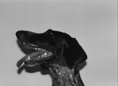 Paul's Dog