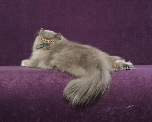 GCH Deja Blu of Rivertown