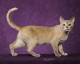 GCH Roemah Kortjing Precious Pearl of Mayonaka