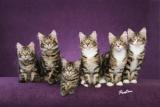 Litter of Six Maine Coon kittens