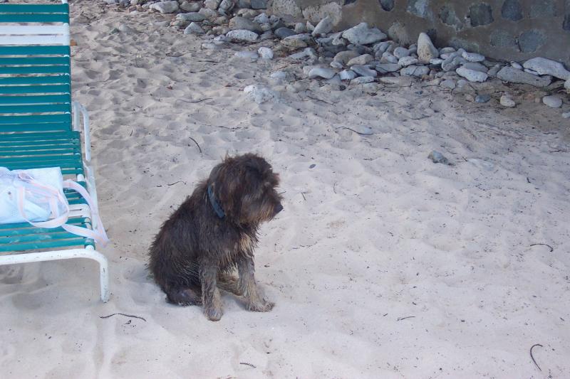 Sebastians Beach Dog
