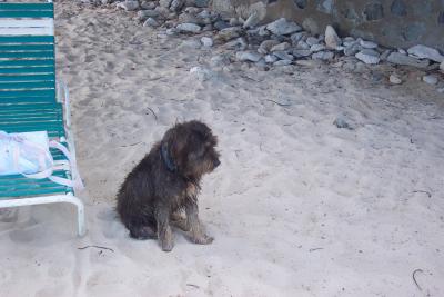 Sebastian's Beach Dog