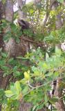 Gallows Lizard Hiding