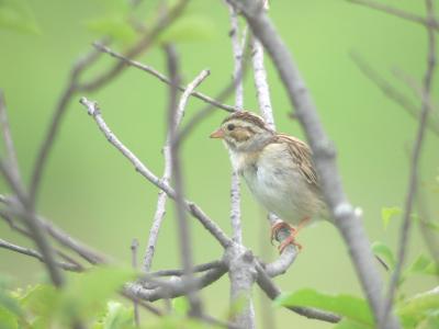 Bruant des plaines (St-Lazare, 8/06/05)