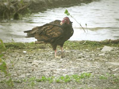 Urubu à tête rouge (île Goyer, 01/07/05)