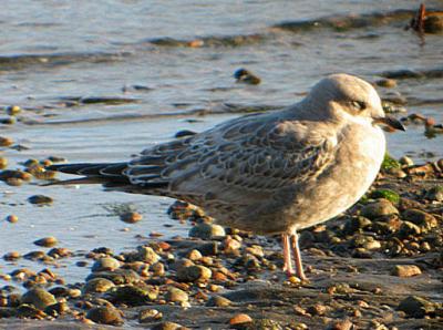 Goland cendr (Tadoussac, 16/10/03)